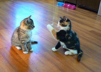 Fanynka, Betynka a Teddy se představují veřejnosti