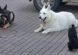 Ukázka výcviku pejsků