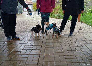 Psí pochod pro Charitu 2025
