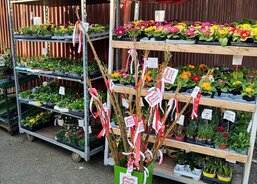 Květinářství Katovice